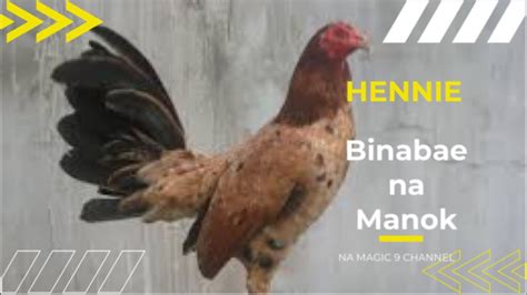 binabae na manok